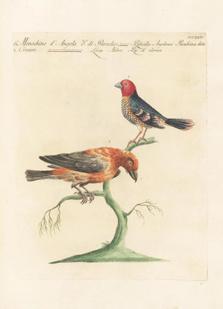 Saverio Manetti - Ornithologia methodice digesta Pl306.webp