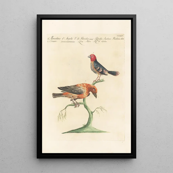 Ornithologia methodice digesta Pl306 - Saverio Manetti — indrammet kunstværk på væggen