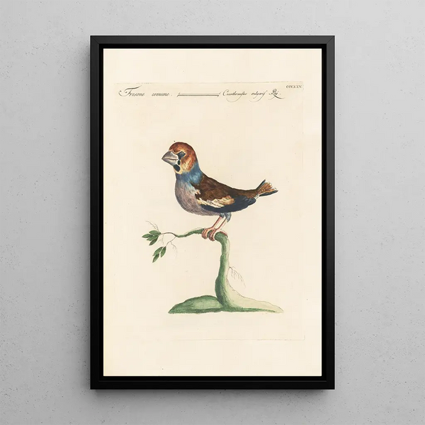 Ornithologia methodice digesta Pl307 - Saverio Manetti — indrammet kunstværk på væggen
