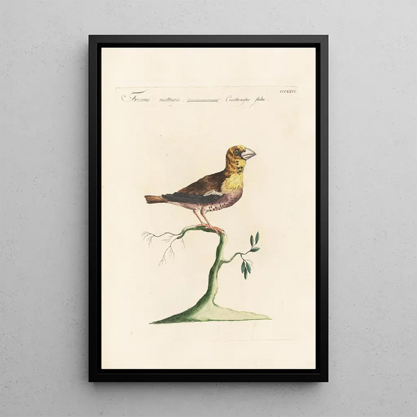 Ornithologia methodice digesta Pl308 - Saverio Manetti — indrammet kunstværk på væggen