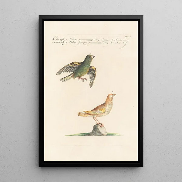 Ornithologia methodice digesta Pl313 - Saverio Manetti — indrammet kunstværk på væggen