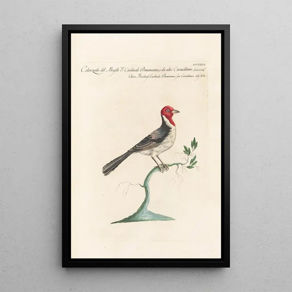 Ornithologia methodice digesta Pl314 - Saverio Manetti — indrammet kunstværk på væggen