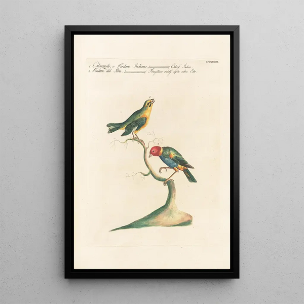 Ornithologia methodice digesta Pl315 - Saverio Manetti — indrammet kunstværk på væggen