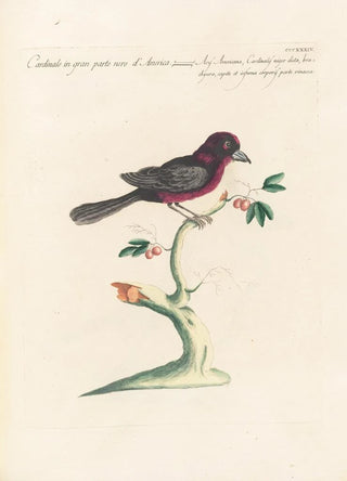 Saverio Manetti - Ornithologia methodice digesta Pl316.webp