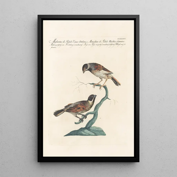 Ornithologia methodice digesta Pl318 - Saverio Manetti — indrammet kunstværk på væggen