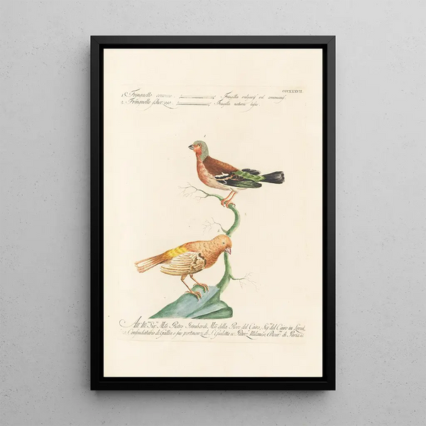 Ornithologia methodice digesta Pl319 - Saverio Manetti — indrammet kunstværk på væggen