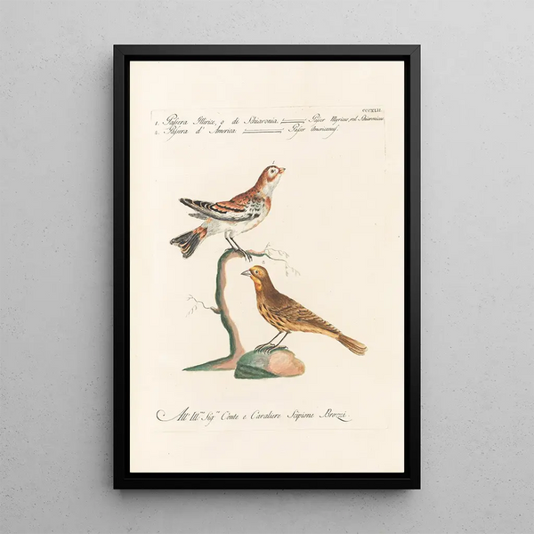 Ornithologia methodice digesta Pl324 - Saverio Manetti — indrammet kunstværk på væggen