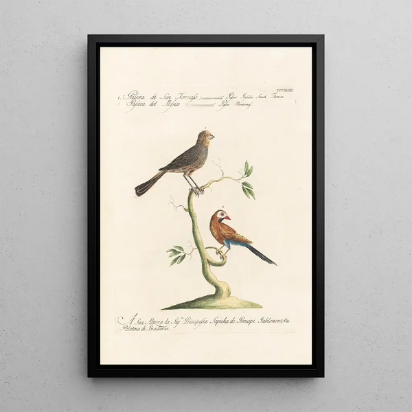 Ornithologia methodice digesta Pl325 - Saverio Manetti — indrammet kunstværk på væggen