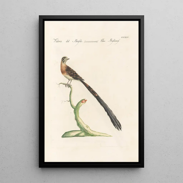 Ornithologia methodice digesta Pl327 - Saverio Manetti — indrammet kunstværk på væggen