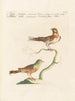 L'ornithologie metodisk fordøjet Pl333 - Saverio Manetti — visning af kunstværket