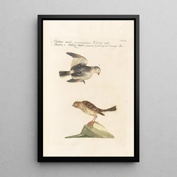 Ornithologia methodice digesta Pl334 - Saverio Manetti — indrammet kunstværk på væggen