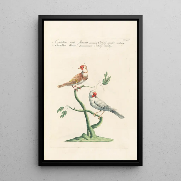 Ornithologia methodice digesta Pl336 - Saverio Manetti — indrammet kunstværk på væggen