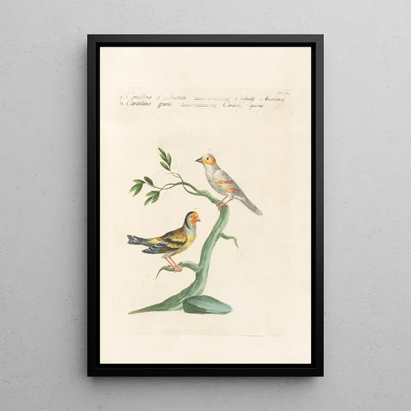 Ornithologia methodice digesta Pl337 - Saverio Manetti — indrammet kunstværk på væggen