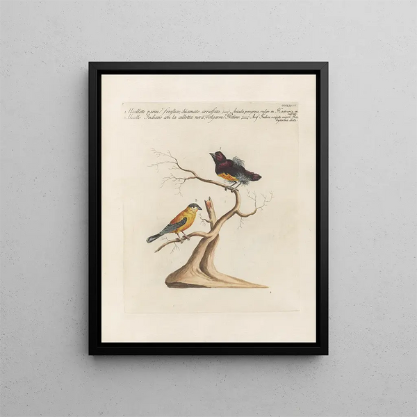 Saverio Manetti - Ornithologia methodice digesta Pl350.webp