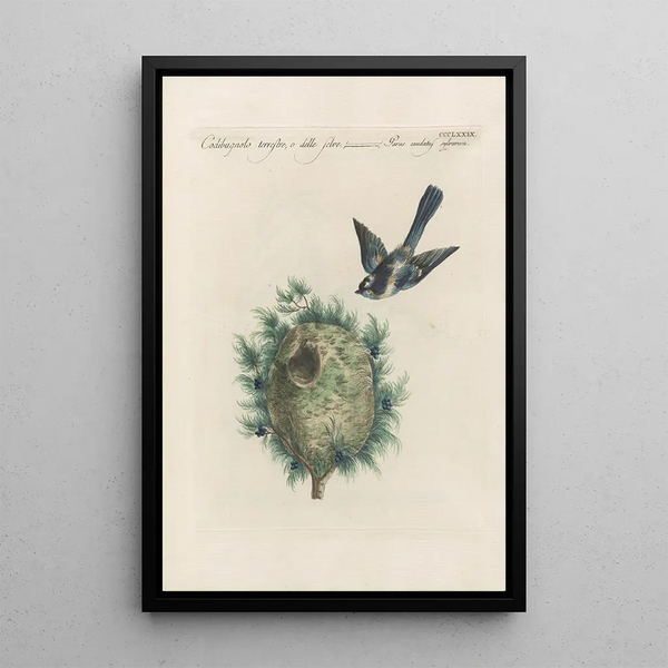 Ornithologia methodice digesta Pl361 - Saverio Manetti — indrammet kunstværk på væggen