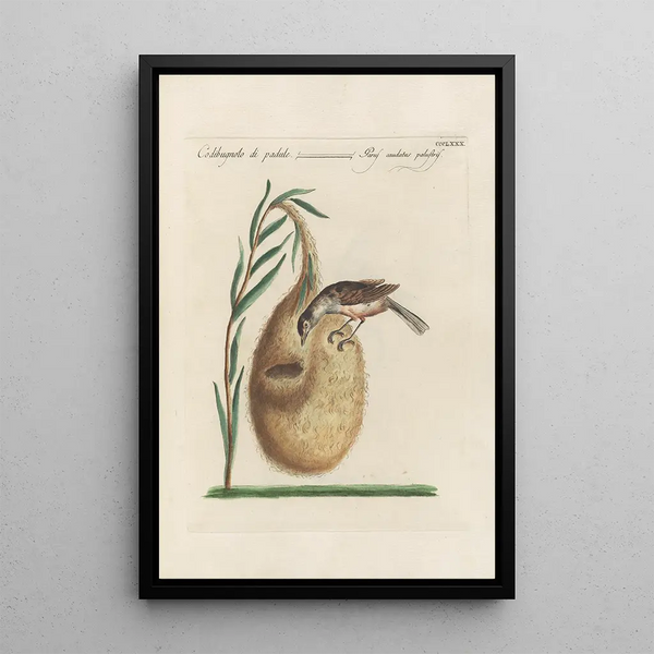 Ornithologia methodice digesta Pl362 - Saverio Manetti — indrammet kunstværk på væggen