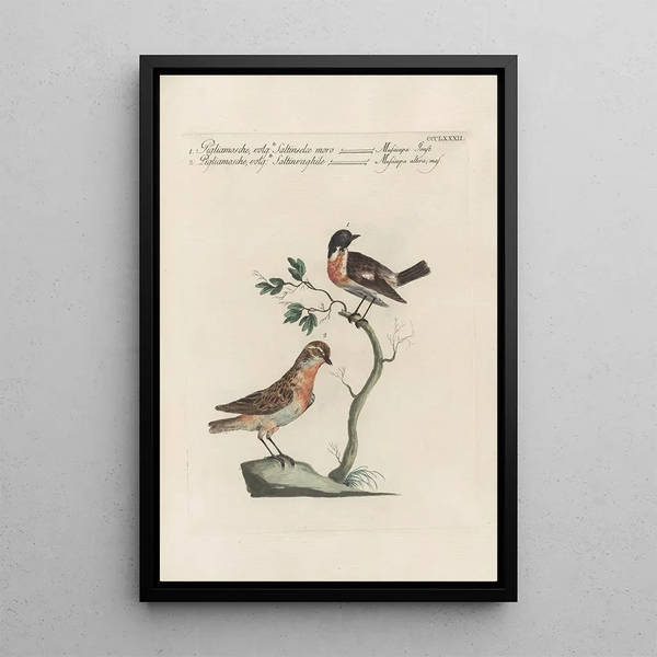 Ornithologia methodice digesta Pl364 - Saverio Manetti — indrammet kunstværk på væggen