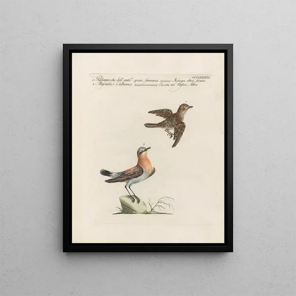 Saverio Manetti - Ornithologia methodice digesta Pl365.webp