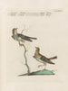 Ornithologie metodisk fordøjet Pl369 - Saverio Manetti — visning af kunstværket