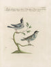 Ornithologie metodisk fordøjet Pl380 - Saverio Manetti — visning af kunstværket
