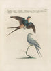Ornithologia methodice digesta Pl392 - Saverio Manetti — visning af kunstværket