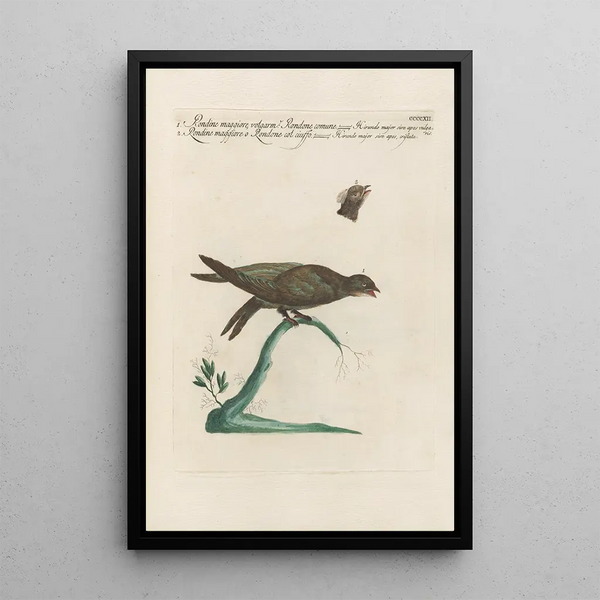 Ornithologia methodice digesta Pl394 - Saverio Manetti — indrammet kunstværk på væggen