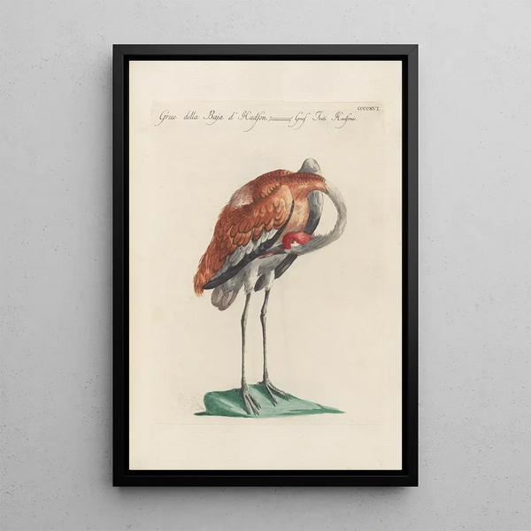 Ornithologia methodice digesta Pl398 - Saverio Manetti — indrammet kunstværk på væggen