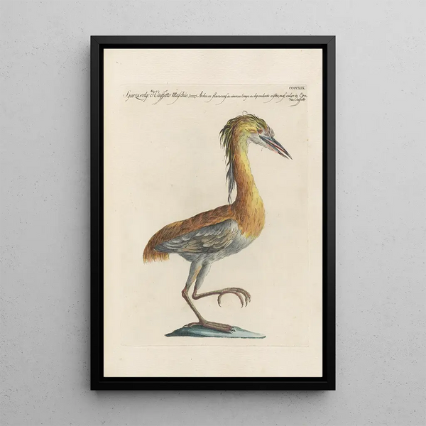 Ornithologia methodice digesta Pl401 - Saverio Manetti — indrammet kunstværk på væggen