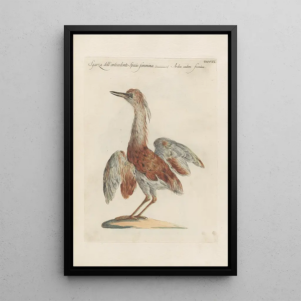 Ornithologia methodice digesta Pl402 - Saverio Manetti — indrammet kunstværk på væggen