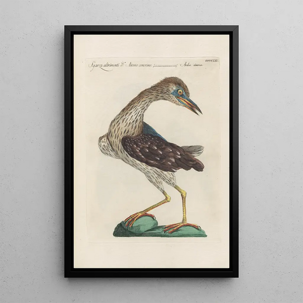 Ornithologia methodice digesta Pl403 - Saverio Manetti — indrammet kunstværk på væggen