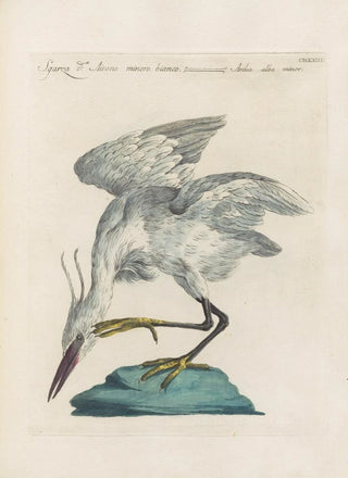 Saverio Manetti - Ornithologia methodice digesta Pl405.webp