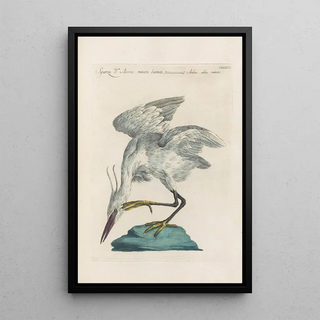 Saverio Manetti - Ornithologia methodice digesta Pl405.webp