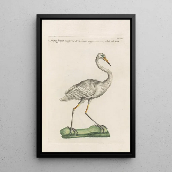 Ornithologia methodice digesta Pl407 - Saverio Manetti — indrammet kunstværk på væggen
