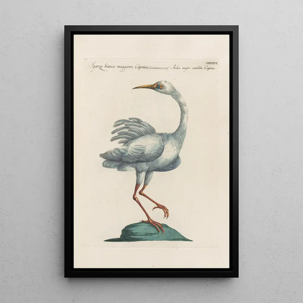 Ornithologia methodice digesta Pl408 - Saverio Manetti — indrammet kunstværk på væggen