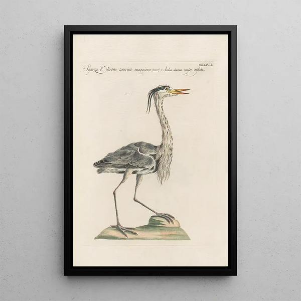 Ornithologia methodice digesta Pl409 - Saverio Manetti — indrammet kunstværk på væggen