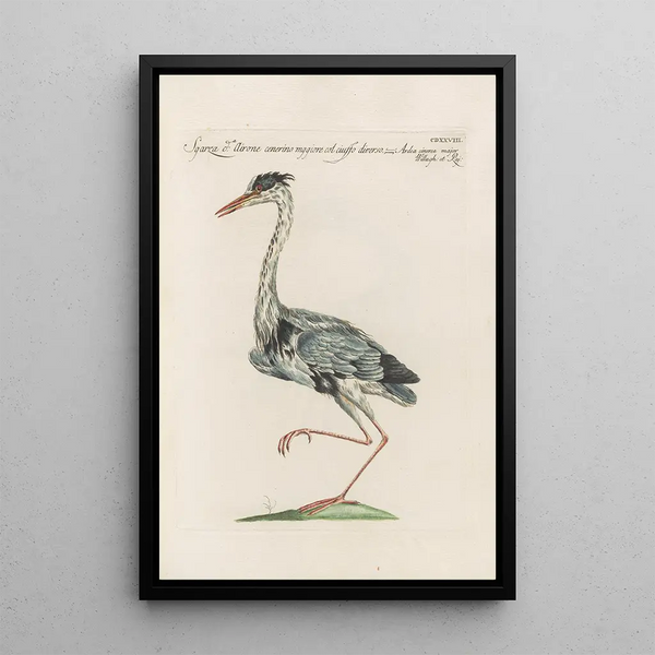Ornithologia methodice digesta Pl410 - Saverio Manetti — indrammet kunstværk på væggen