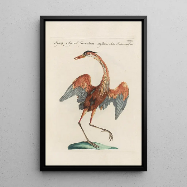 Ornithologia methodice digesta Pl412 - Saverio Manetti — indrammet kunstværk på væggen