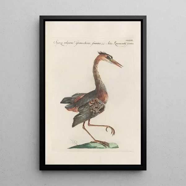 Ornithologia methodice digesta Pl413 - Saverio Manetti — indrammet kunstværk på væggen
