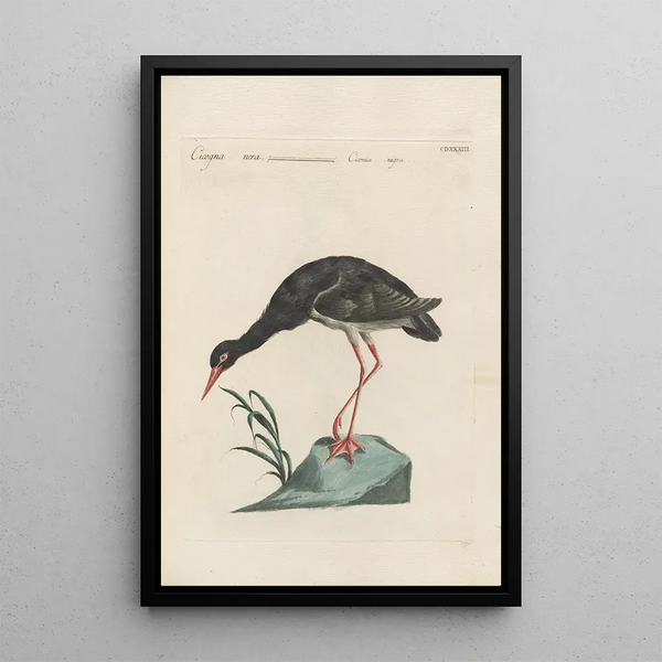 Ornithologia methodice digesta Pl415 - Saverio Manetti — indrammet kunstværk på væggen