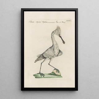 Saverio Manetti - Ornithologia methodice digesta Pl419.webp