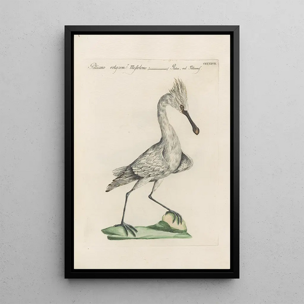 Ornithologia methodice digesta Pl419 - Saverio Manetti — indrammet kunstværk på væggen