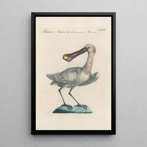 Ornithologia methodice digesta Pl420 - Saverio Manetti — indrammet kunstværk på væggen