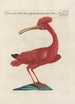 Ornithologia methodice digesta Pl424 - Saverio Manetti — visning af kunstværket