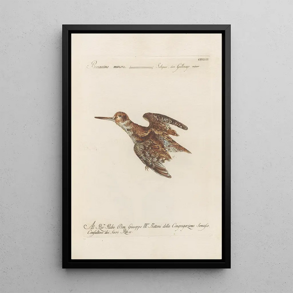 Ornithologia methodice digesta Pl425 - Saverio Manetti — indrammet kunstværk på væggen