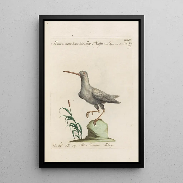 Ornithologia methodice digesta Pl426 - Saverio Manetti — indrammet kunstværk på væggen