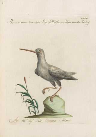 Saverio Manetti - Ornithologia methodice digesta Pl426.webp