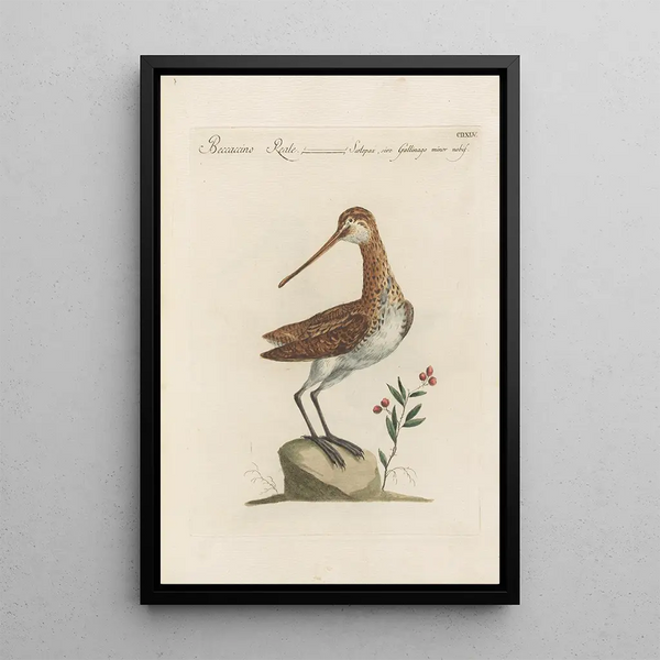 Ornithologia methodice digesta Pl427 - Saverio Manetti — indrammet kunstværk på væggen