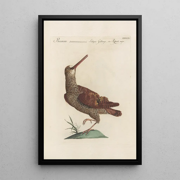 Ornithologia methodice digesta Pl429 - Saverio Manetti — indrammet kunstværk på væggen