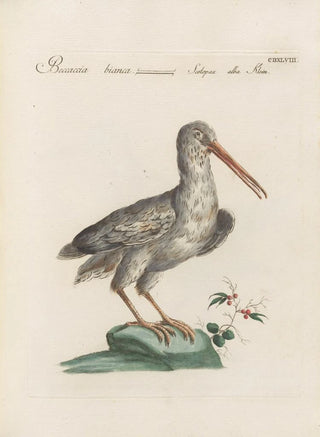 Saverio Manetti - Ornithologia methodice digesta Pl430.webp