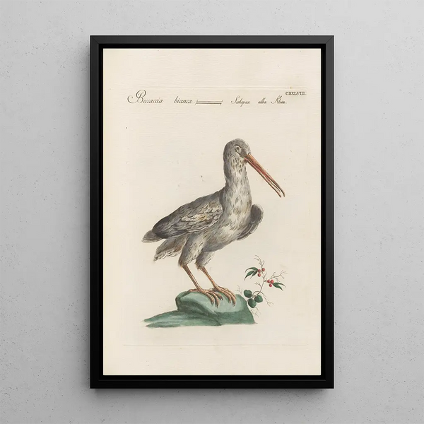 Ornithologia methodice digesta Pl430 - Saverio Manetti — indrammet kunstværk på væggen